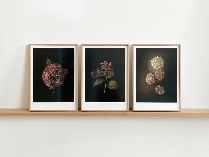 Hortensien N° 1–6